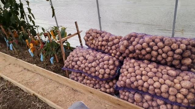 Зачистка теплицы, теперь там склад, снова сбор урожая. Закупили картофель. Перенесли детский огород смотреть онлайн