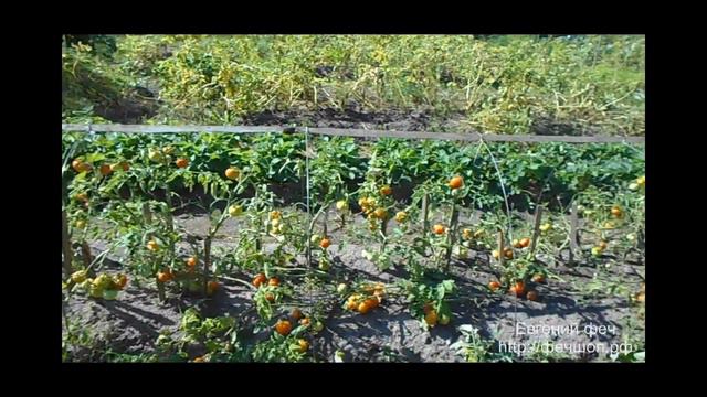 Фитофтора Простой способ защиты!!! смотреть онлайн