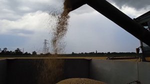 Уборка 2022 г. Комбайн ДОН-1500А и Нива СК-5