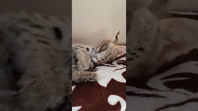 Котёнок сервал. смотреть онлайн
