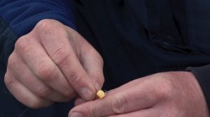 Как насадить кукурузу на крючок?  Уроки рыбалки от Юрия Радугина.