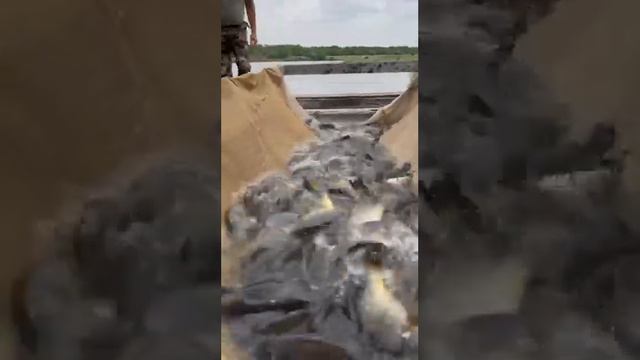 Платная рыбалка, пруд Черноморец 29.07.23. Добавили карпа смотреть онлайн