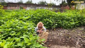 Super monkey Bibi harvests strawberries to surprise Mom!