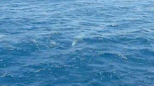 Дельфины в Красном море. Целая стая. смотреть онлайн