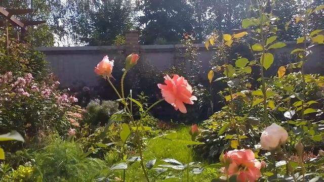 САМЫЕ ЛЮБИМЫЕ РОЗЫ, 14 сортов... Лето2023 смотреть онлайн