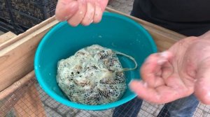 Ферма улиток в Харькове - Улиточный бизнес - Как начать выращивать улитку?