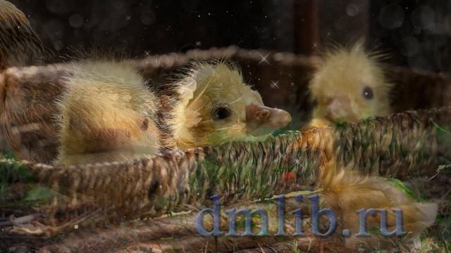 #ВИДЕОКНИГА "Крохотки. Творчество А. Солженицына". смотреть онлайн