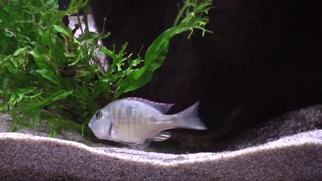 Otopharinx tetrastigma Spawn смотреть онлайн