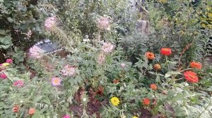 КЛЕОМА-цветок-паук. Для красивого цветения обязательно ??