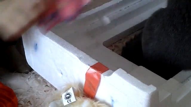 Дракон съел кота смотреть онлайн