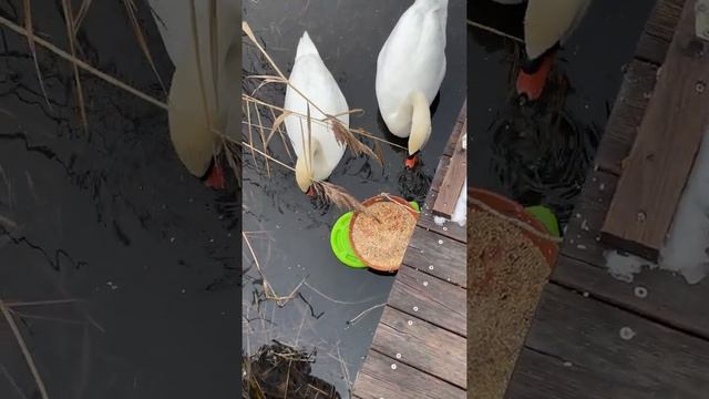 Кормушка на воде для лебедей и уток #Shorts смотреть онлайн