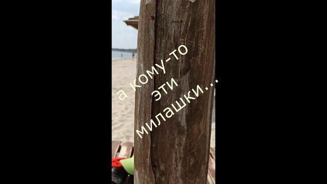 Бердянск море божьих коровок 12.07. 2021