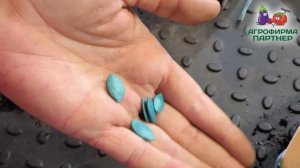 Когда сеять и как поливать кабачки