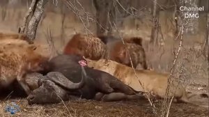 Неравный! В одиночку Лев против стаи гиен и гиены сдался во власть Короля Льва