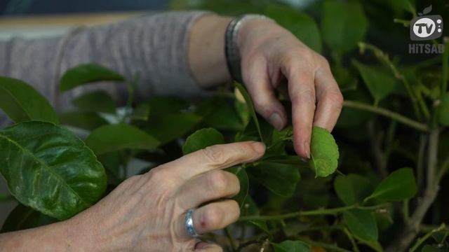 Выращиваем дерево из косточек ✔️ Как вырастить дома Авокадо Лимон Финик смотреть онлайн