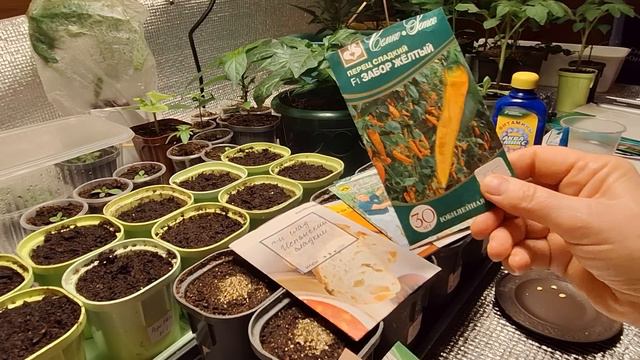 Сею часть сладких перцев и томатов! смотреть онлайн