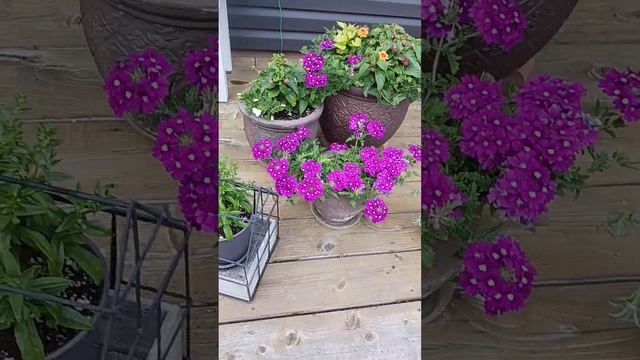 East Coast Gardener Container Eddition June 2023