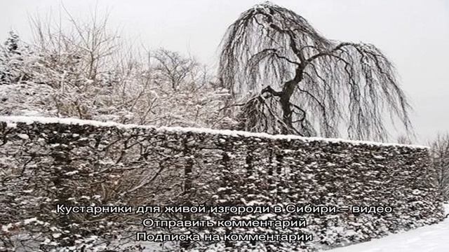 Морозостойкие кустарники для Сибири: делаем живую изгородь смотреть онлайн