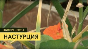 Настурция \ Фиторецепты