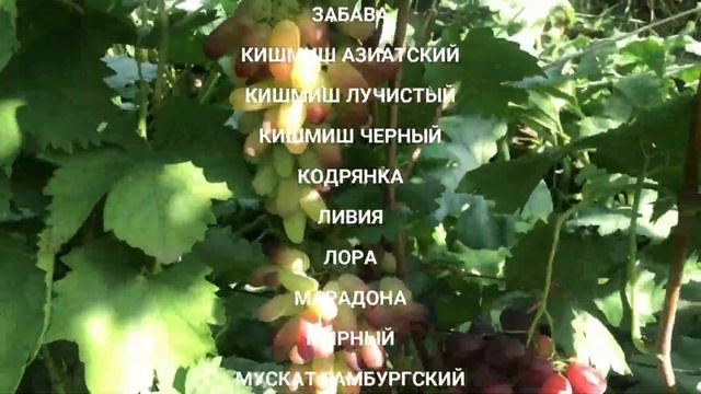 Виноград Россия. Саженцы Столовый и Кишмиш. Питомник Растущая Таврида