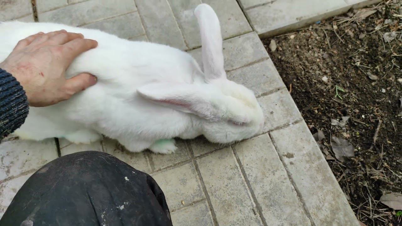 Следуй за белым кроликом / Лукич / Жизнь замечательных кролей смотреть онлайн