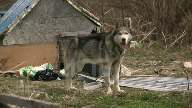 Хаски из СНТ Тимирязевское смотреть онлайн