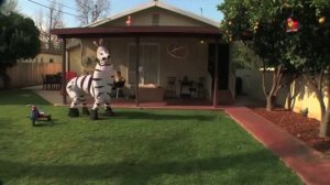 Танцующая зебра под песню LMFAO - Everyday Im Shuffling