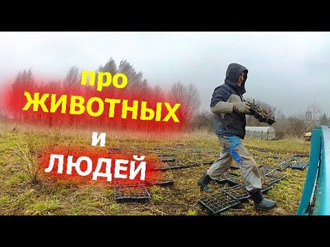 Мы потеряли работу, а они потеряли еду. Ролик для ЛЮДЕЙ и для ЖИВОТНЫХ. Зоопарк Лимпопо смотреть онлайн