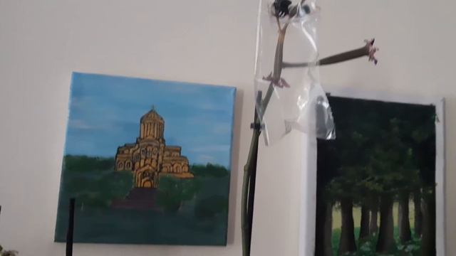 2. 🌸10 коробочек орхидеи!!! такого вы ещё не видели!!! смотреть онлайн