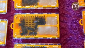 Отправляю плодных маток Бакфаст Купить плодные матки бакфаст в августе