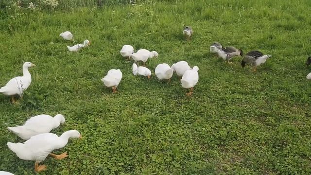 гуси крупная серая и Линда 45 дней смотреть онлайн