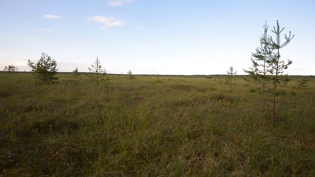 крики журавлей на болоте смотреть онлайн