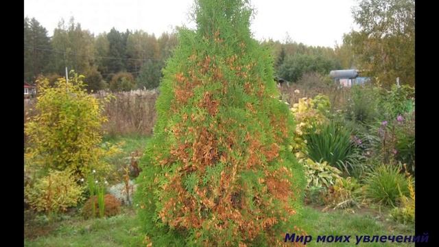 Подкормки для хвойных весной смотреть онлайн