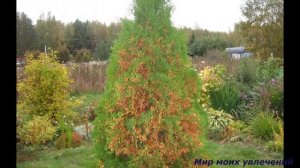 Подкормки для хвойных весной