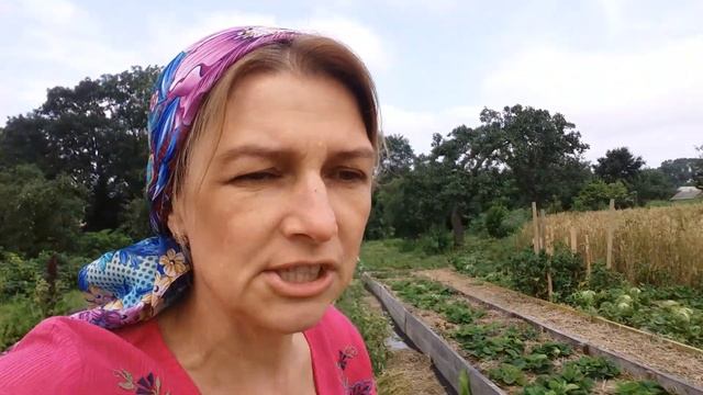 Солома на дорожках и грядках в конце июля. смотреть онлайн