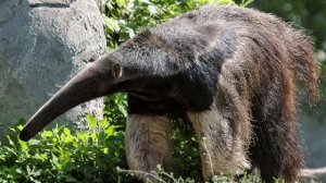 Муравьед - интересные факты