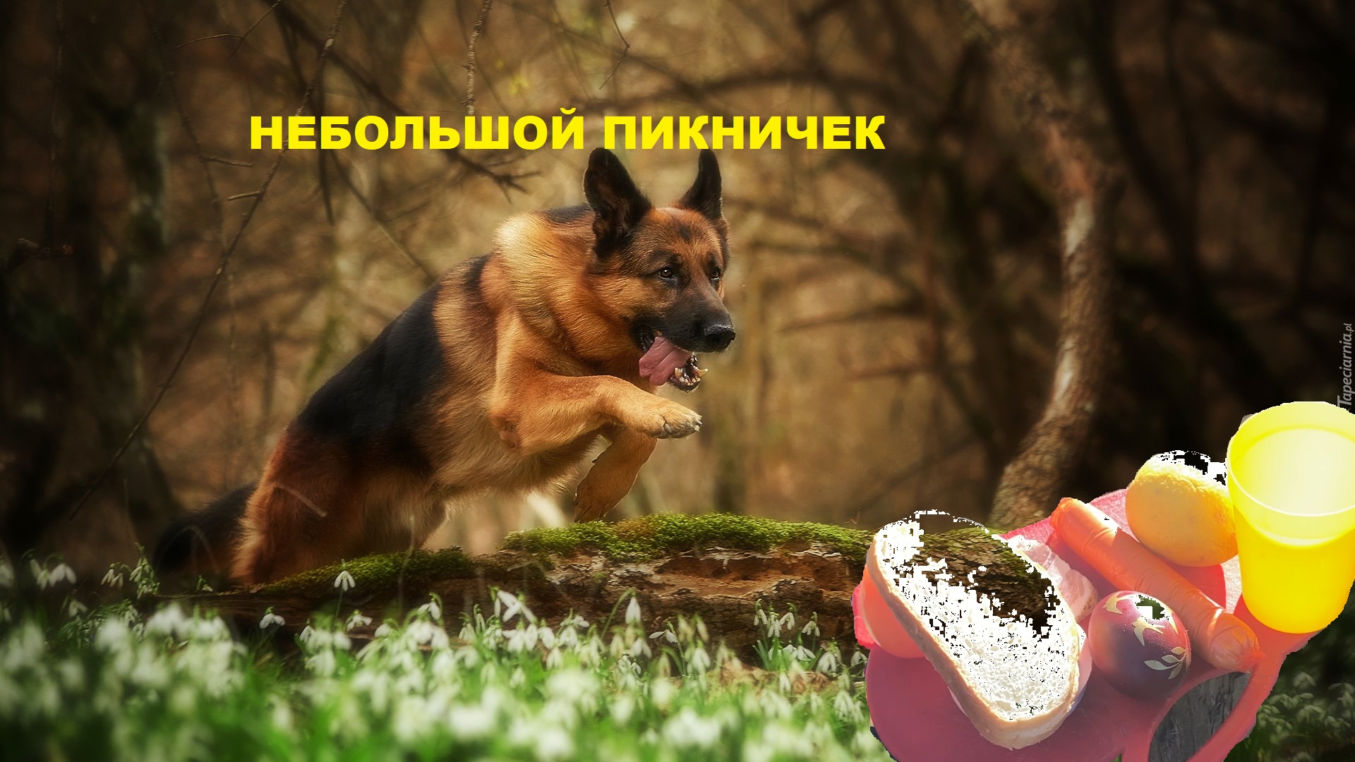 ГОТОВИМ ЕДУ, В ЛЕСУ, НА ПРОГУЛКЕ С СОБАКОЙ / COOKING, IN THE WOODS, ON A WALK WITH THE DOG смотреть онлайн
