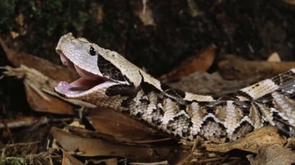 Габонская гадюка, или кассава (лат. Bitis gabonica)