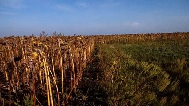 САМВЕЛ АДАМЯН АРТИСТОВ НЕ ПУСКАЮТ ЧЕРЕЗ ГРАНИЦУ. ВЫСТУПЛЕНИЙ МОЖЕТ НЕ БЫТЬ смотреть онлайн