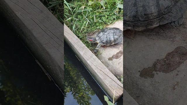 Домашняя черепаха на вольном выгуле?. Domestic Turtles On The Free Range.