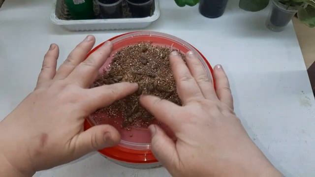 Проснулись ризомы Ахименеса. смотреть онлайн