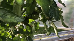 Томат БАБУШКА ВИНЕЙ – описание сорта. Grandma Viney’s yellow and pink