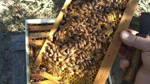Сколько расплода у семейки с маткой кордован? смотреть онлайн