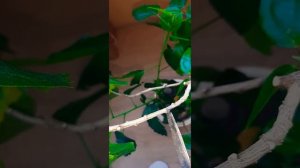 ОБРЕЗКА ГИБИСКУСА✂️Формирую крону. #комнатные_цветы #гибискус