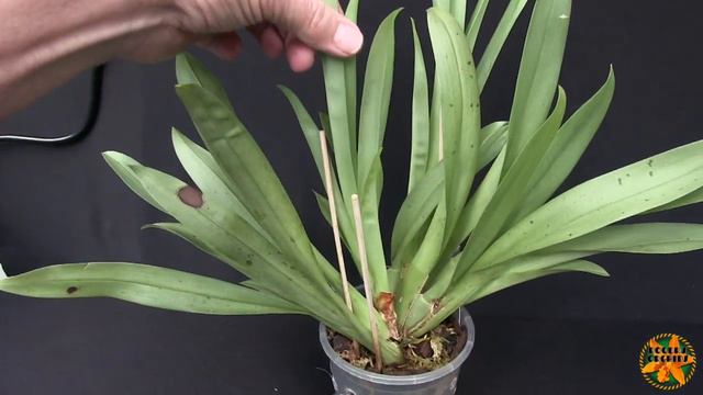 2020 Project Orchids Pt 4 The Shady/Cooler Ones смотреть онлайн
