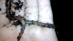 разведение червей Дендробена