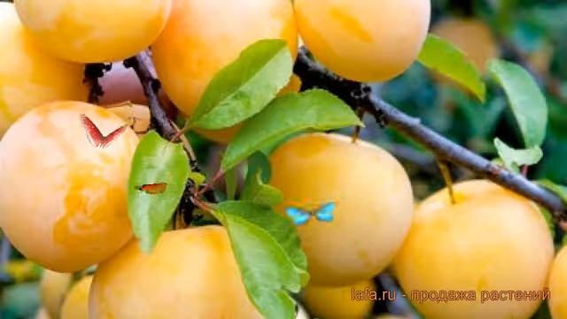 Слива гибридный Светлячок (prunus domestica) ? Светлячок обзор: как сажать, саженцы сливы Светлячок смотреть онлайн