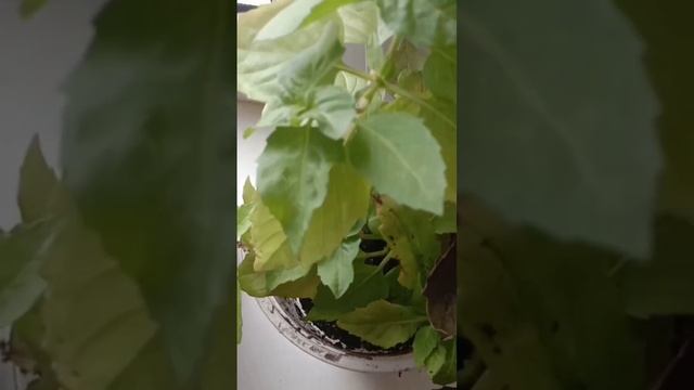 мята в горшках на окне смотреть онлайн