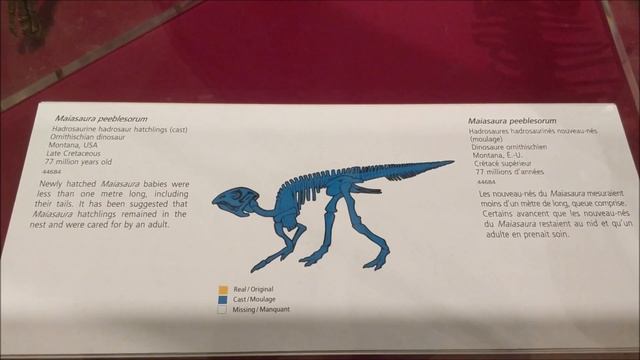 Royal Ontario Museum Tour | Dinosaur and Mammal Fossils | New Dinosaur Fossil found смотреть онлайн