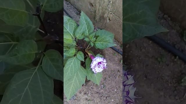 Floripondio color morado. смотреть онлайн